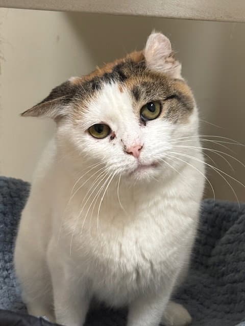 Lovebug - Domestic Short Hair