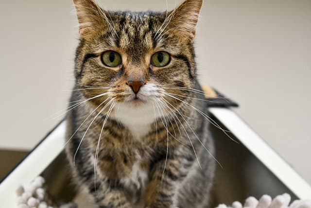 Faith - Domestic Short Hair