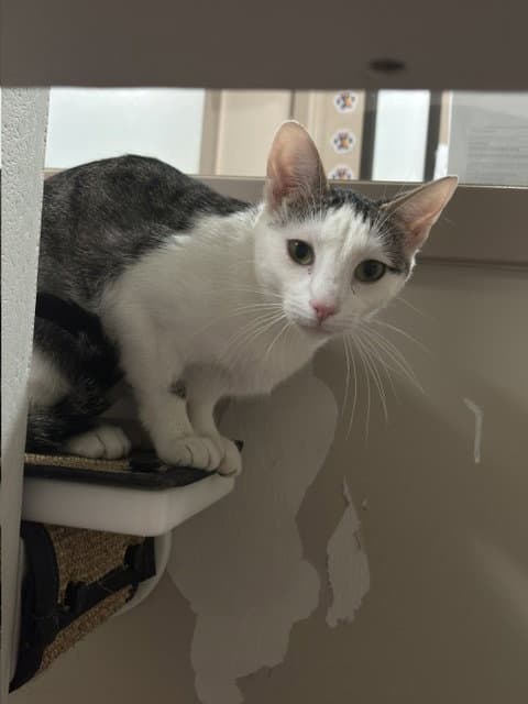Joy - Domestic Short Hair