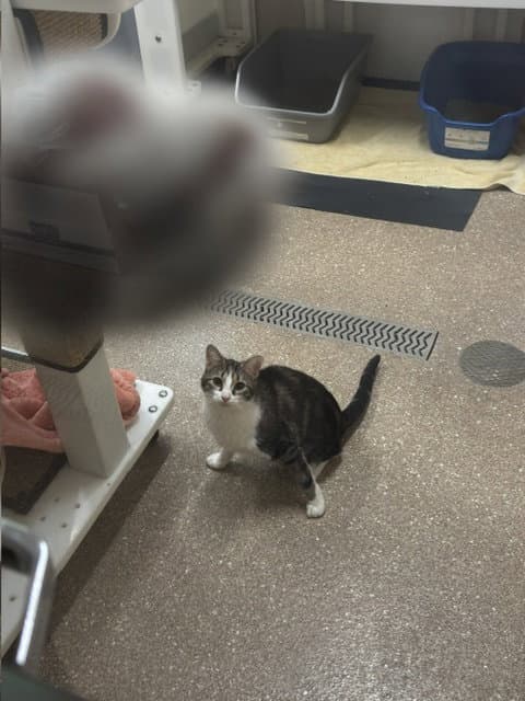 Cassie - Domestic Short Hair