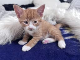 Hewey  Louie image 1
