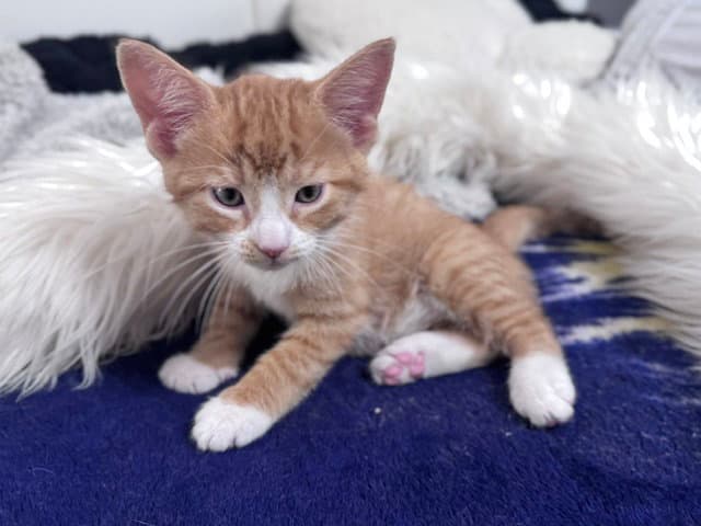 Hewey  Louie - Domestic Short Hair