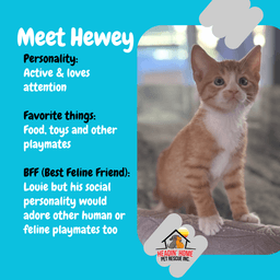 Hewey  Louie image 2