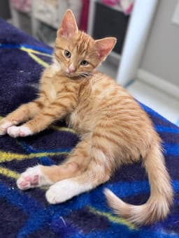 Hewey  Louie image 3