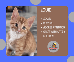Hewey  Louie image 4