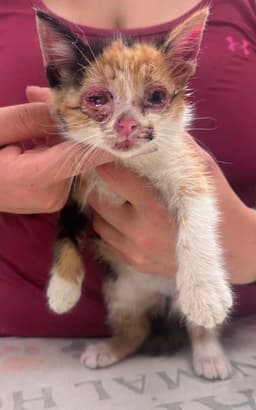 Mew image 4
