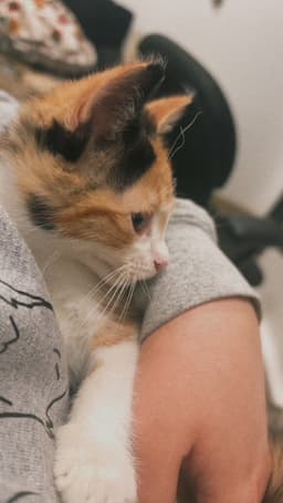 Mew image 3