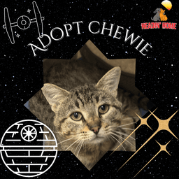 Chewie image 3