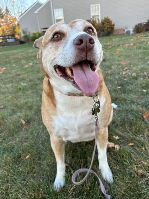Maggie - Cattle Dog