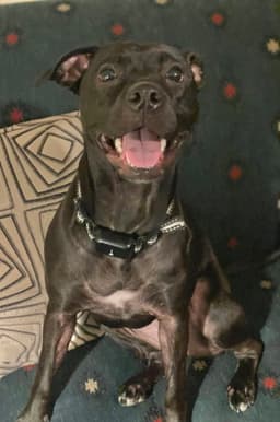 Dixie image 1