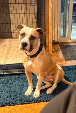 Roxy image 1