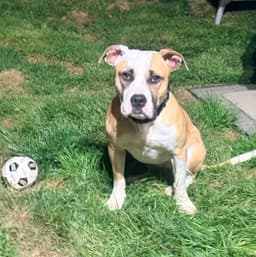 Roxy image 2