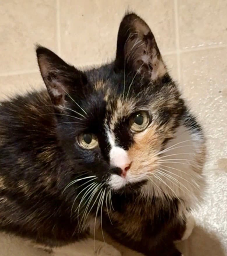 Brownie Bella - Tortoiseshell