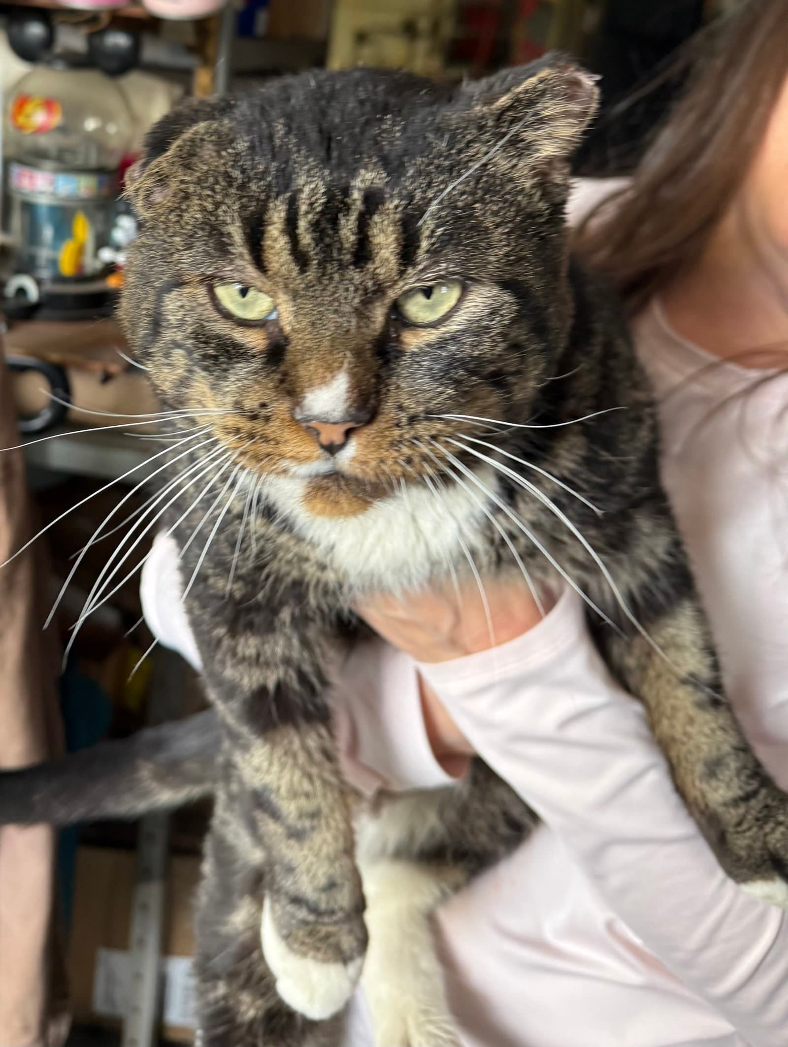 Frank Sinatra - Tabby