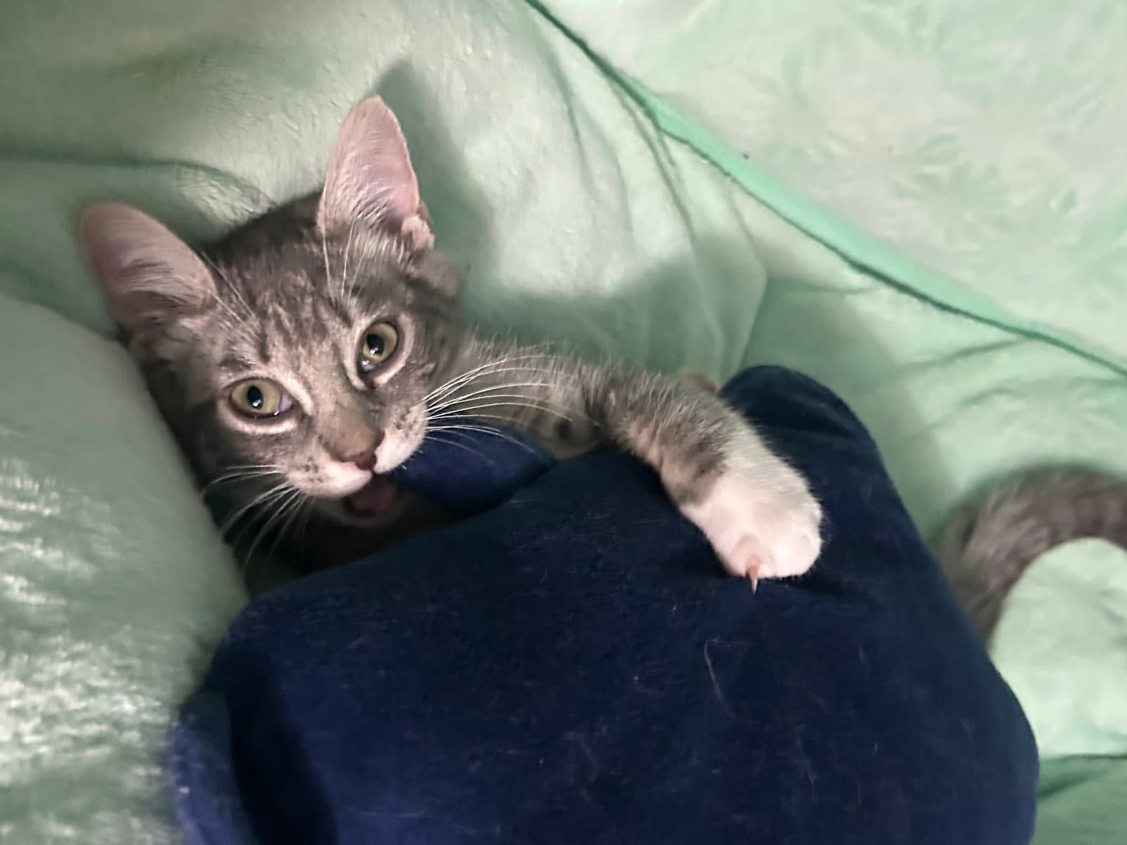 Taco - Tabby