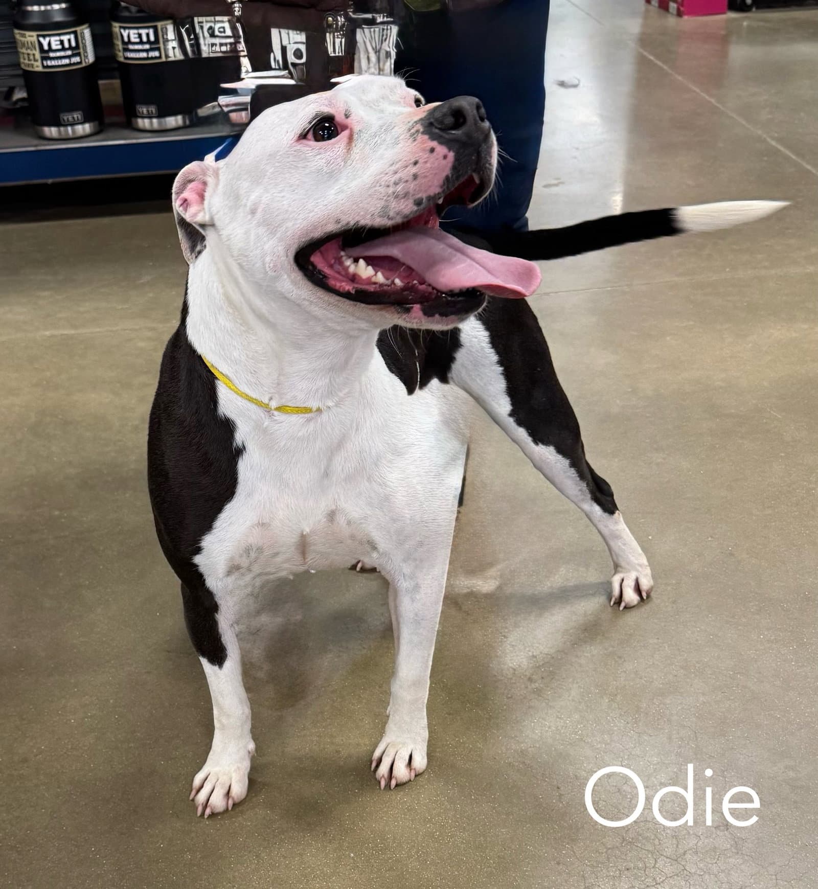 Odie Foster Needed - American Bulldog