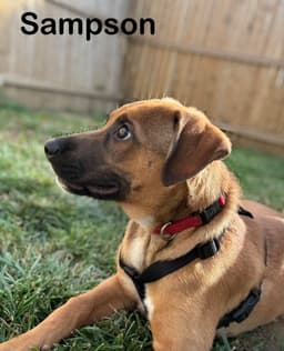 Sampson image 3