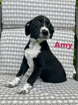 Amy image 1
