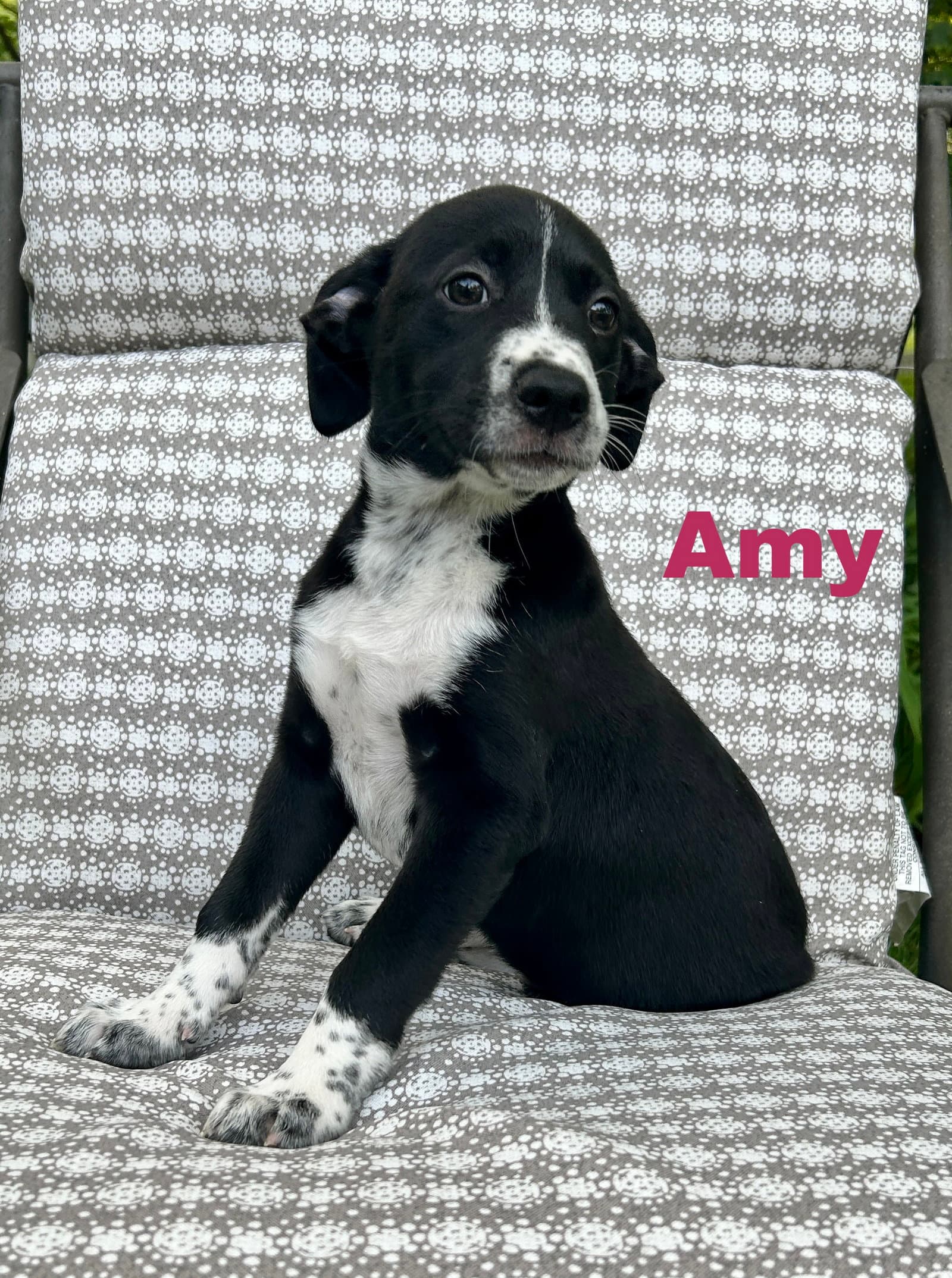 Amy - Border Collie