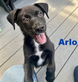 Arlo image 1