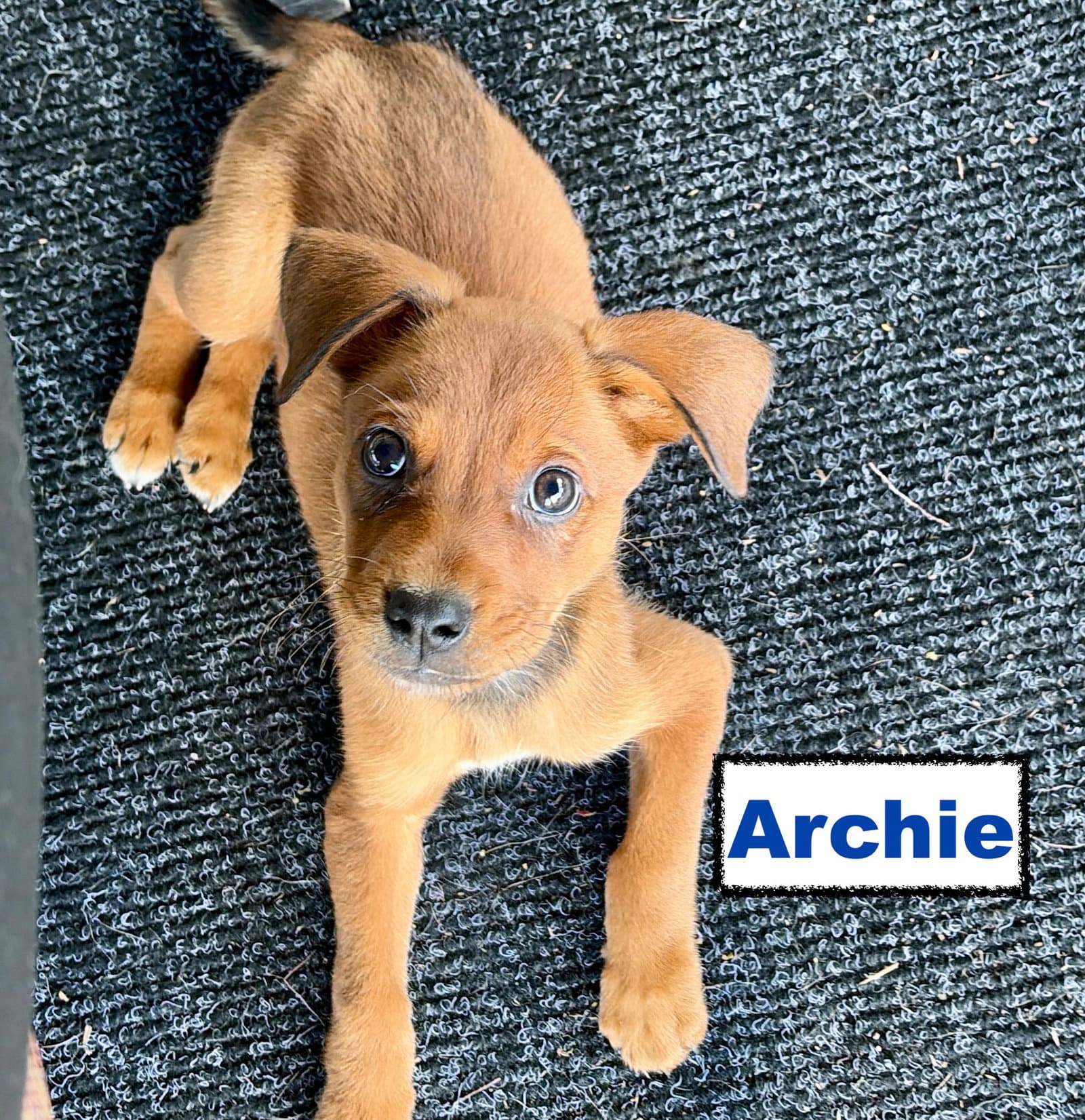 Archie - Border Collie