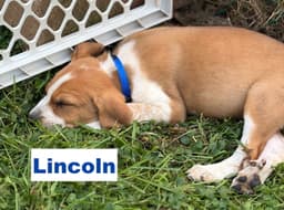 Lincoln image 2