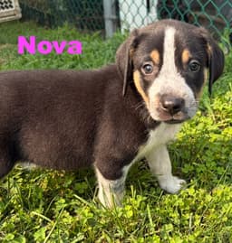 Nova image 1