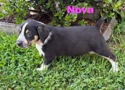 Nova image 2