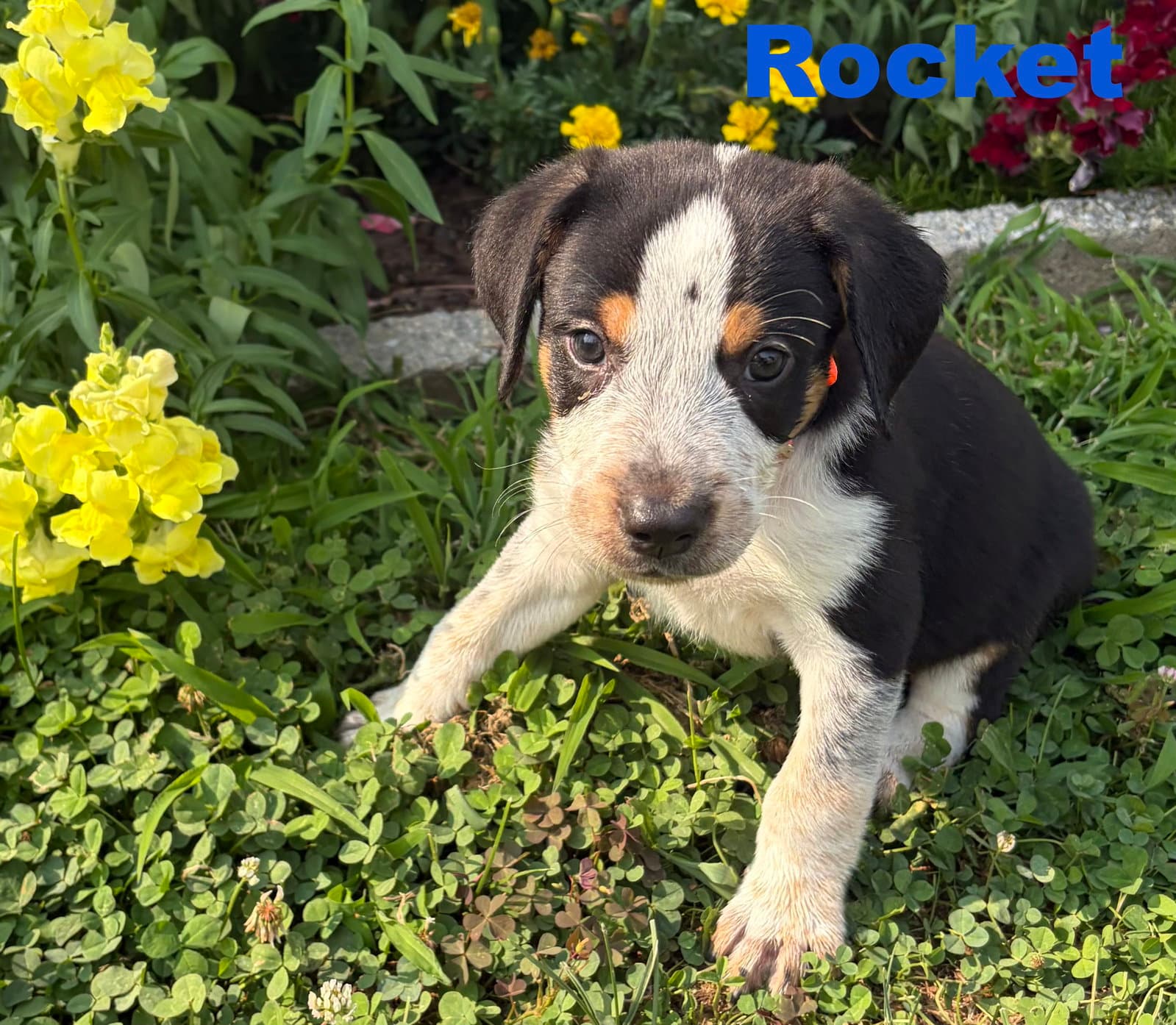 Rocket - Australian Shepherd