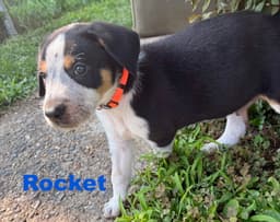 Rocket image 2