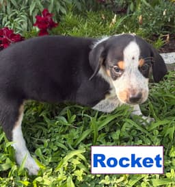Rocket image 3