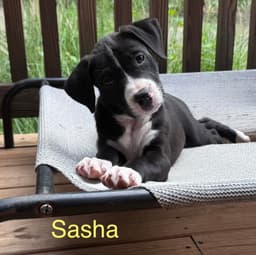 Sasha image 1