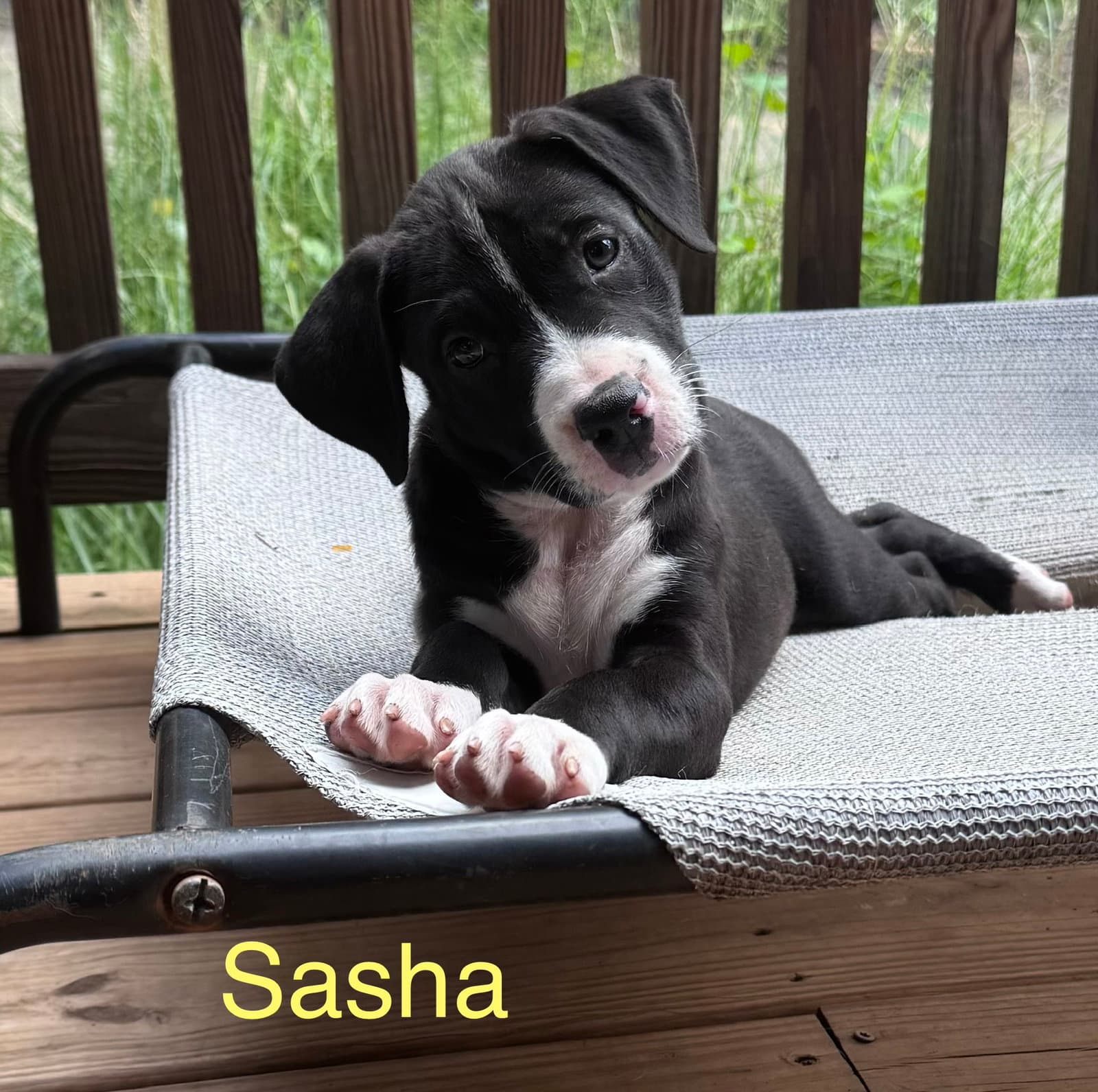 Sasha - American Staffordshire Terrier