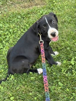 Sasha image 2