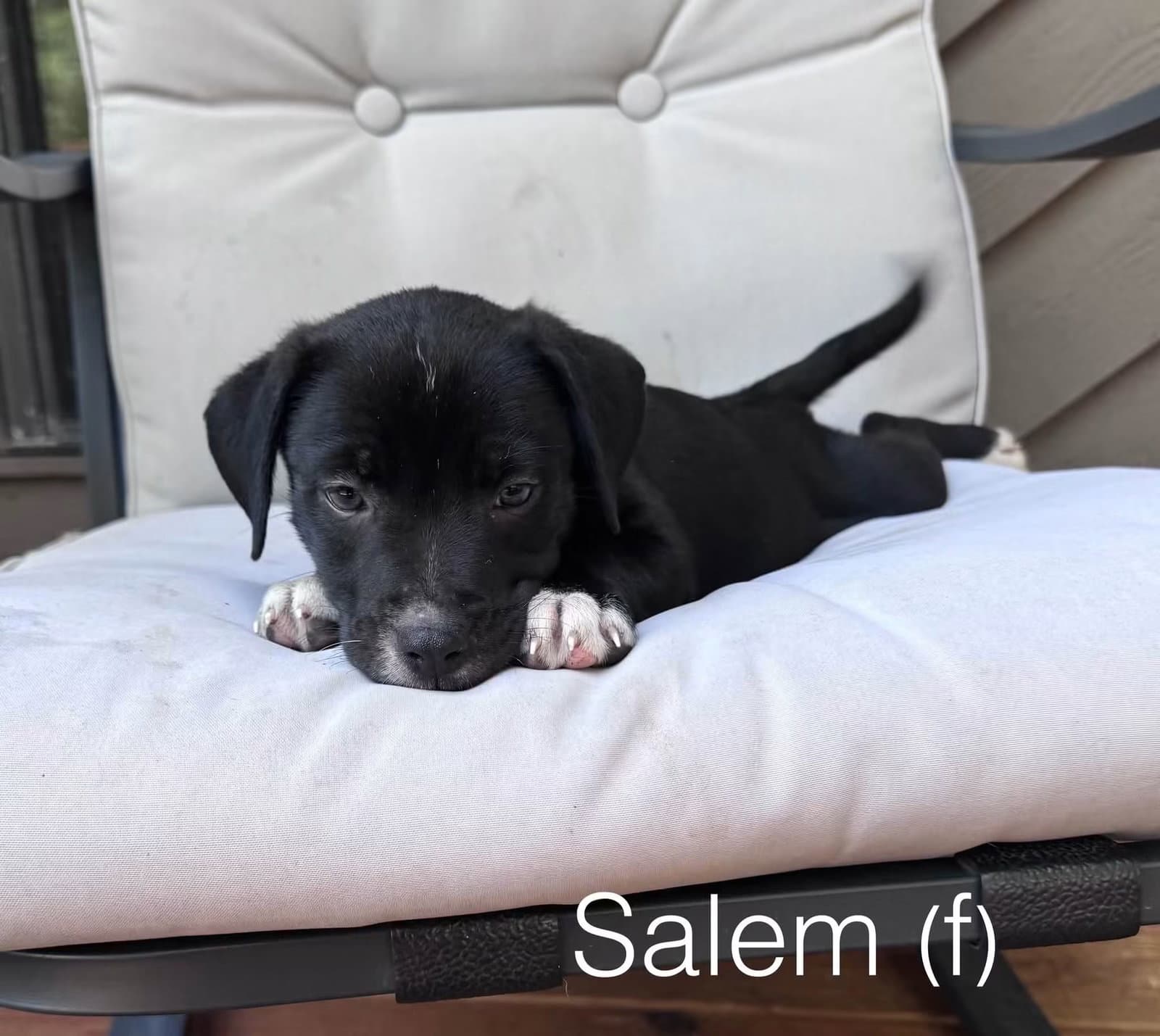 Salem - American Staffordshire Terrier