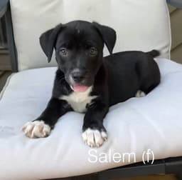 Salem image 2