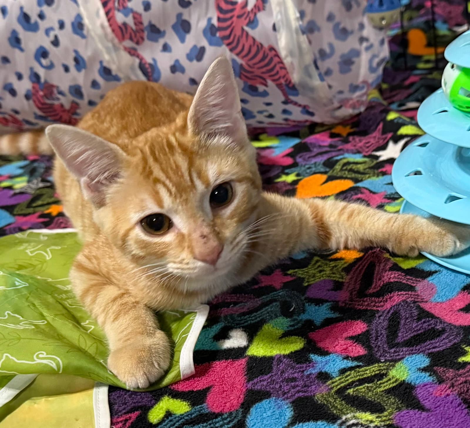 Gritty - Tabby