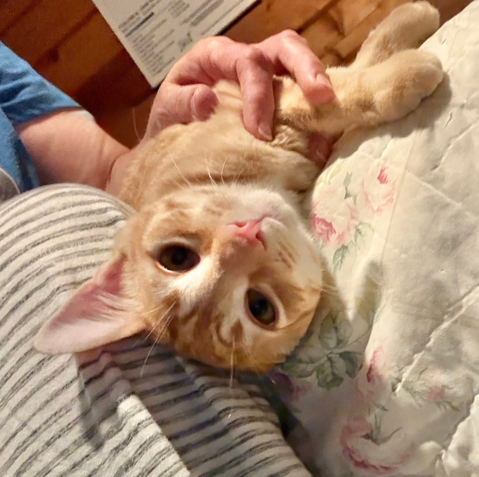 Gritty - Tabby