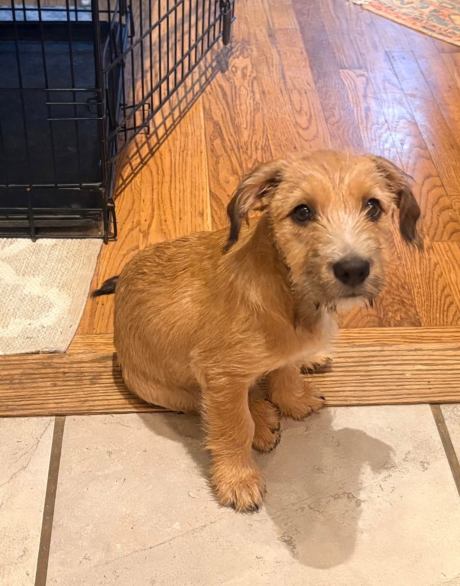 Skylar - Border Terrier