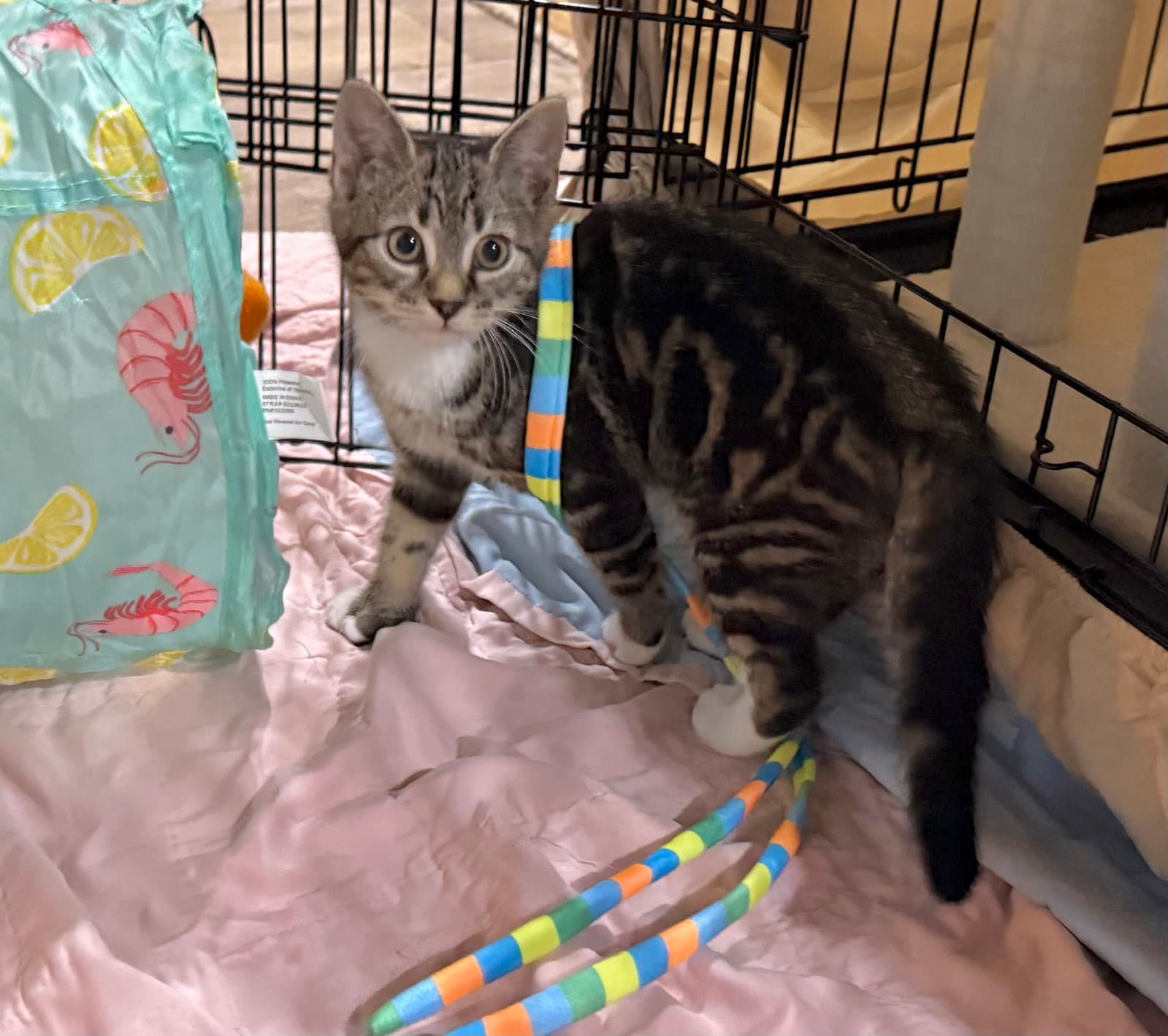 Birria - Tabby