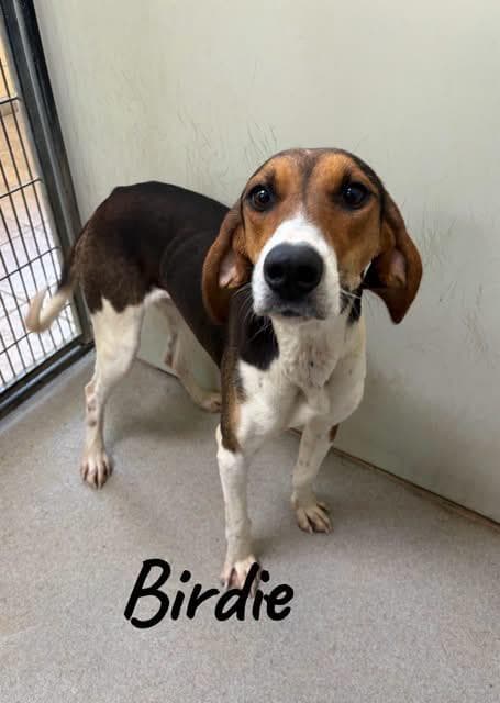 Birdie - Coonhound