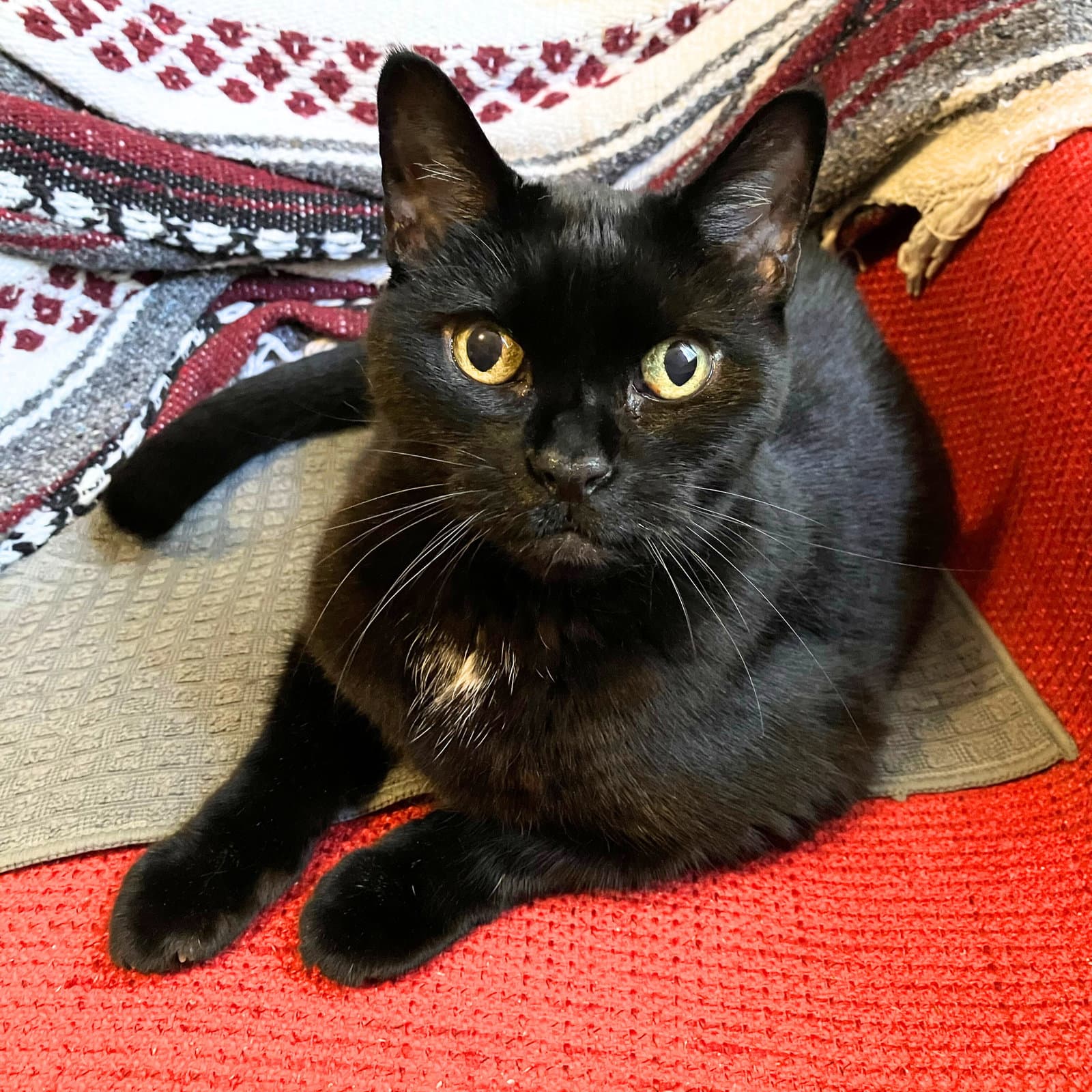 Delulu - Domestic Short Hair