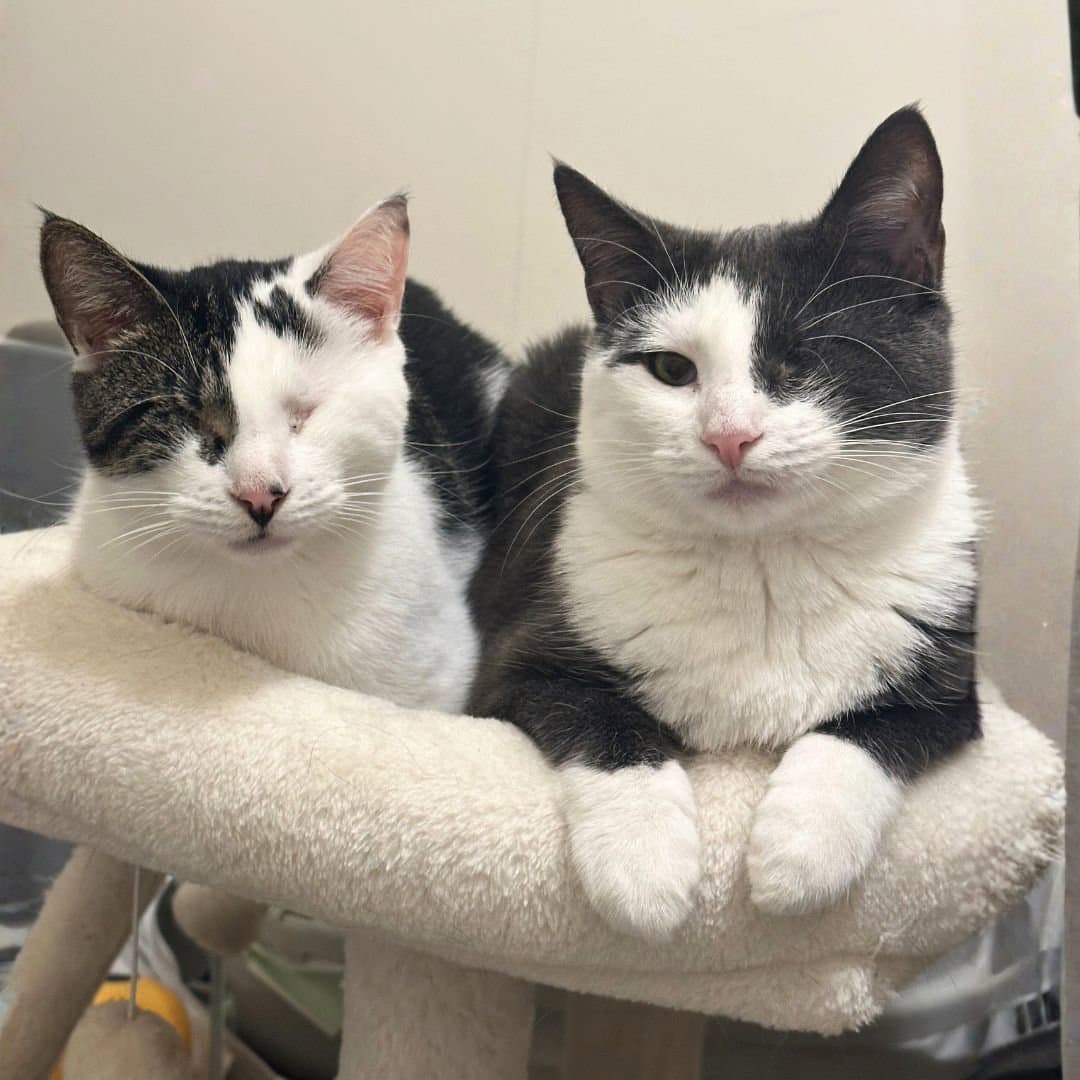 Fig  Vanilla - Domestic Short Hair