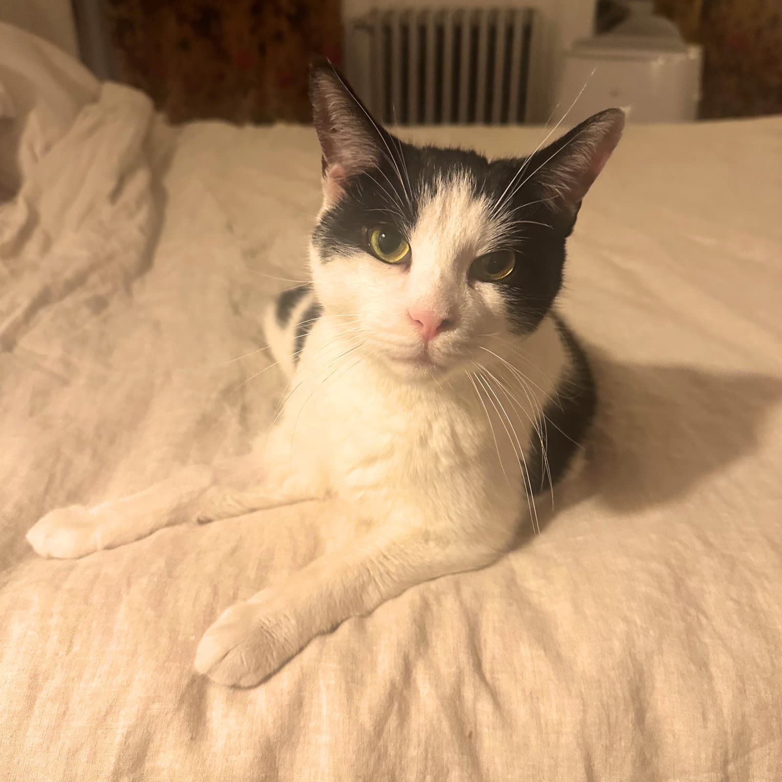 Lil' Sir - Domestic Short Hair
