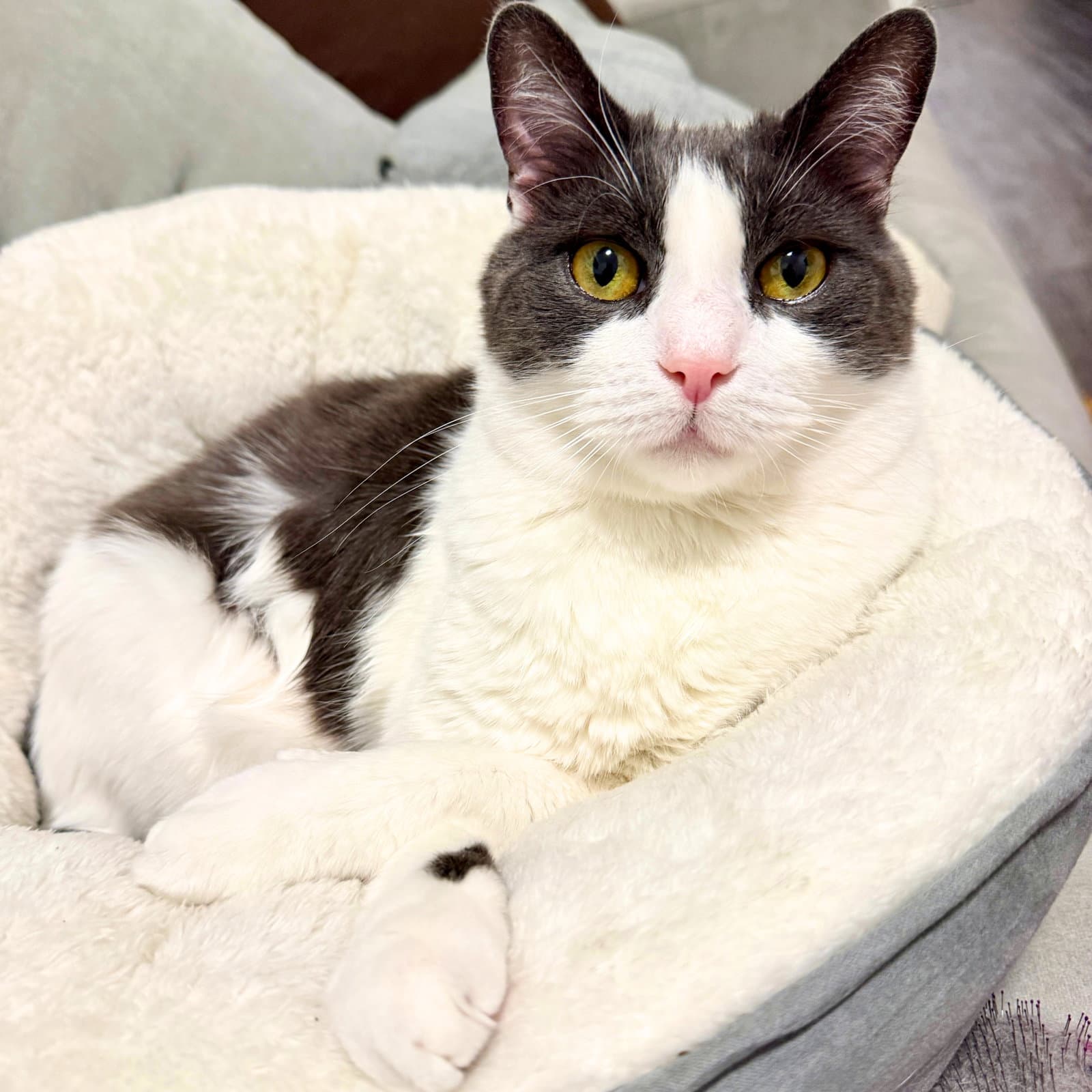 Oscar - Domestic Short Hair