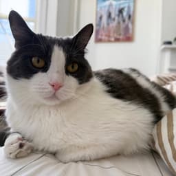 Oscar image 2
