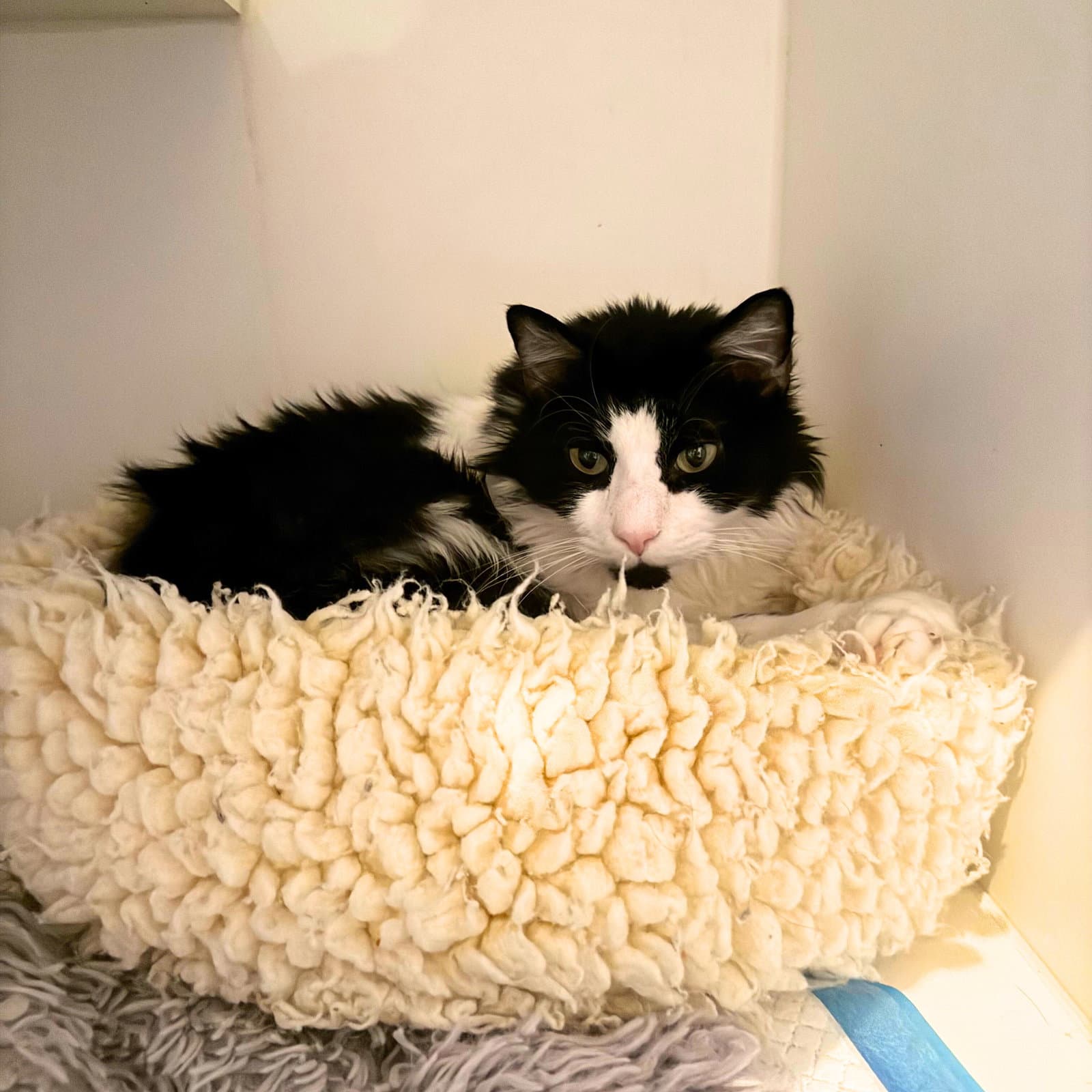 Bronson - Domestic Long Hair