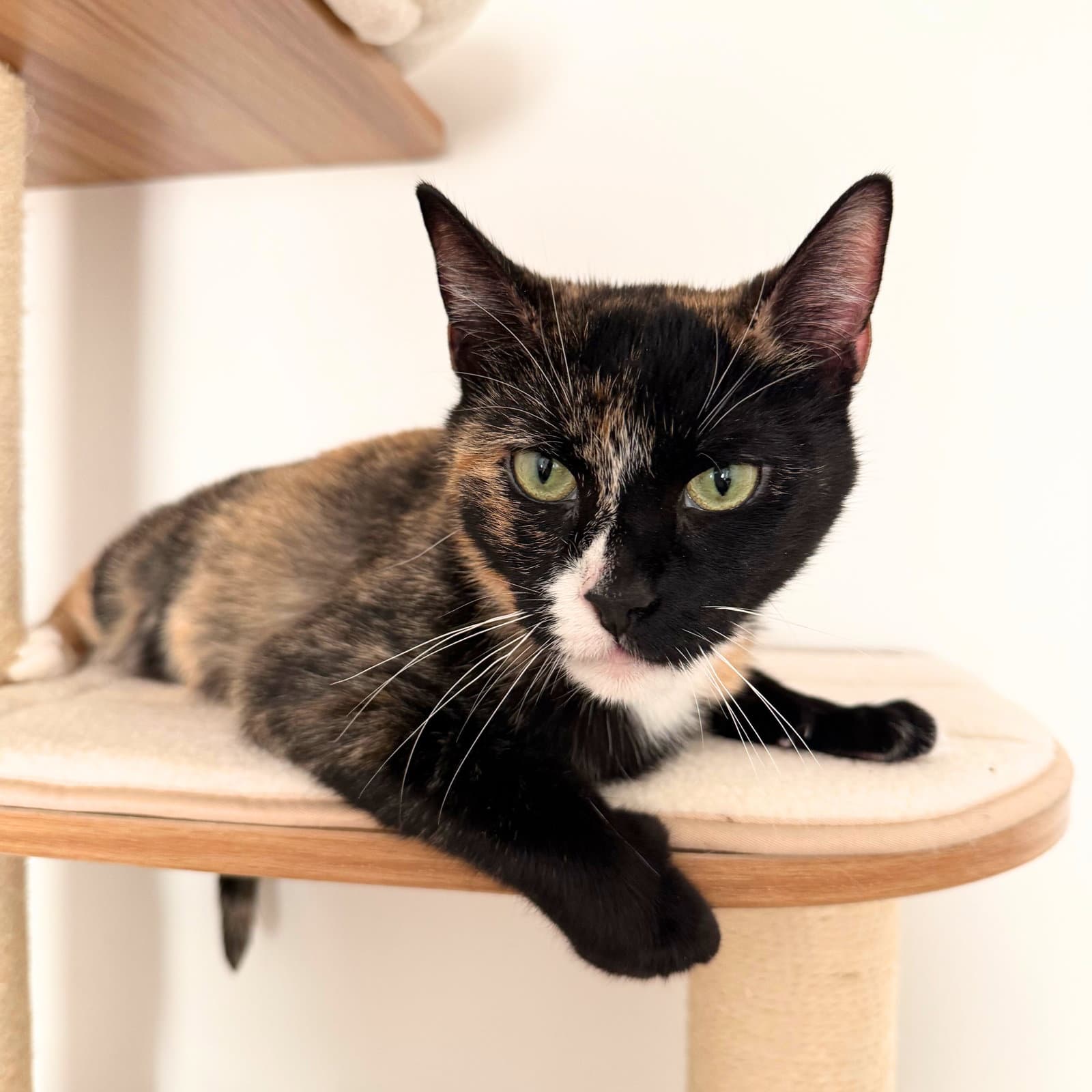 Mary Louise Parker - Domestic Short Hair
