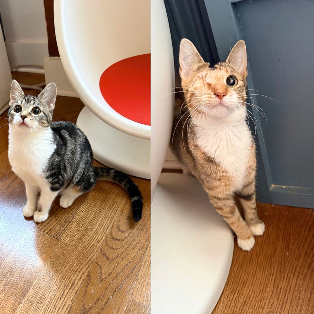 Cinnamon  Nutmeg - Domestic Short Hair