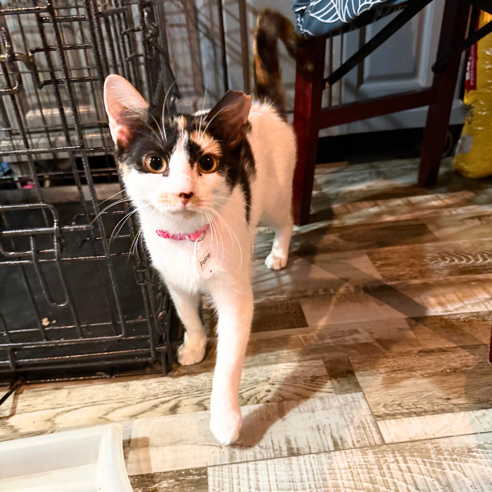 Polina - Domestic Short Hair